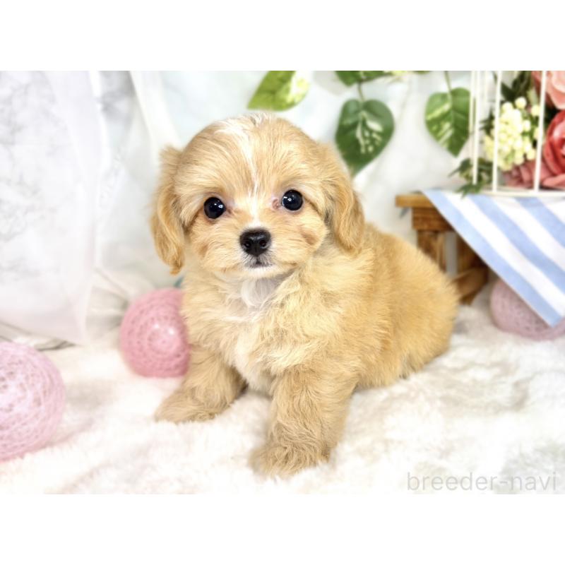 成約済の滋賀県のチワプー:チワワ×トイプードル-411742の3枚目